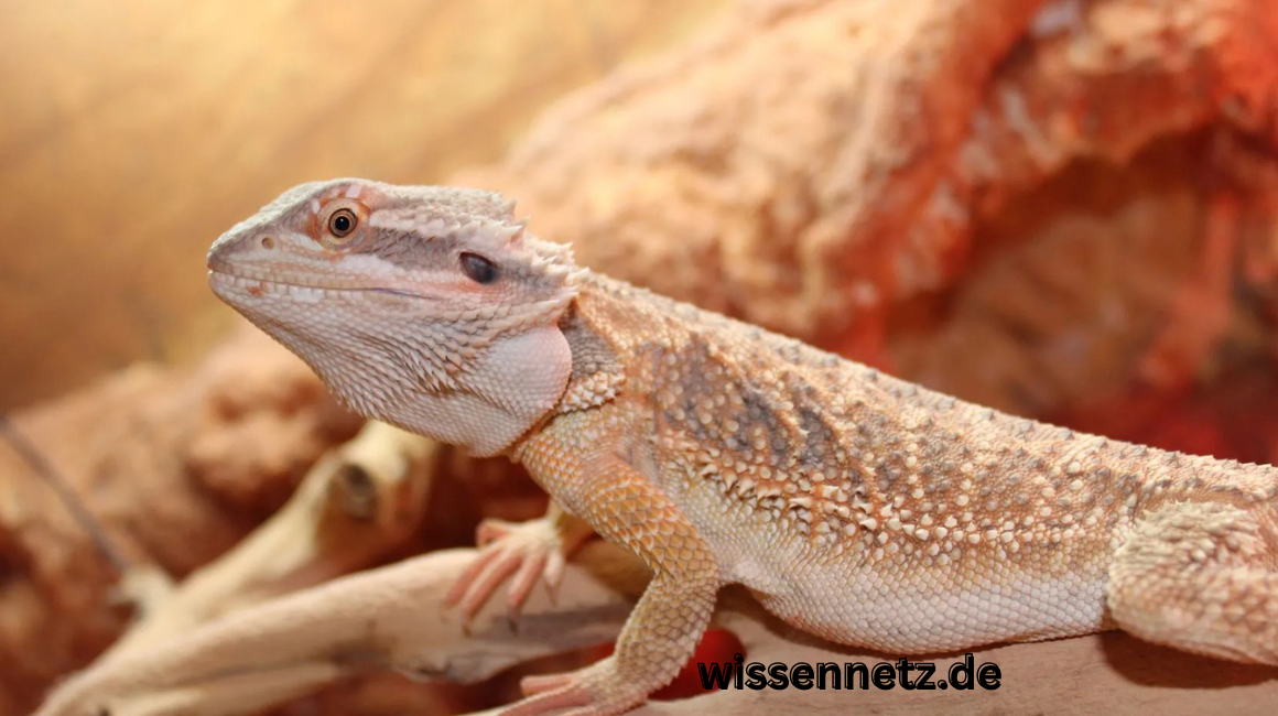Zwergbartagame Farben: Welche Farbvariationen Gibt es wirklich?