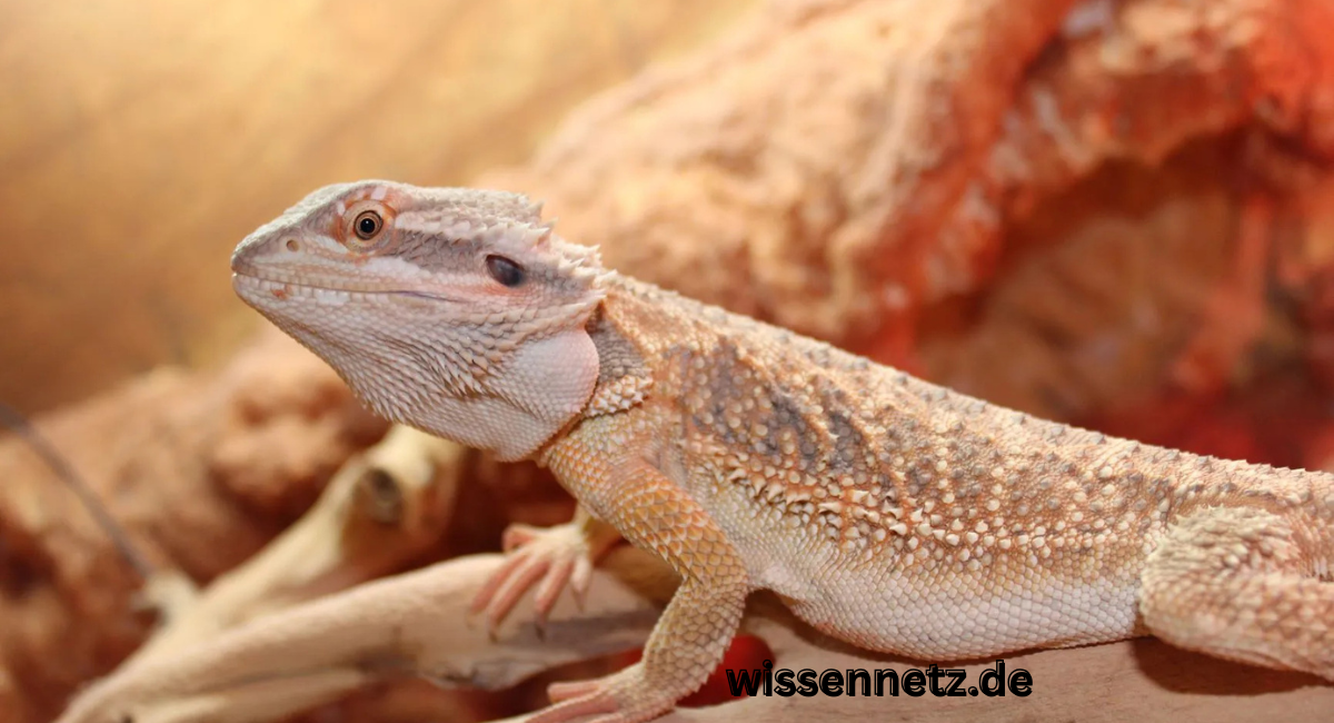 Zwergbartagame Farben