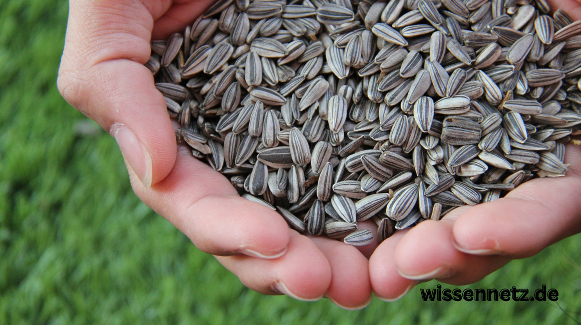 sonnenblumenkerne: gesundheit, nährwerte und vorteile des gesunden snacks