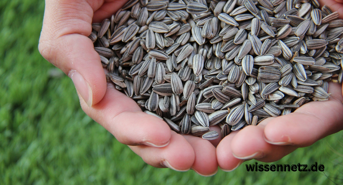 sonnenblumenkerne